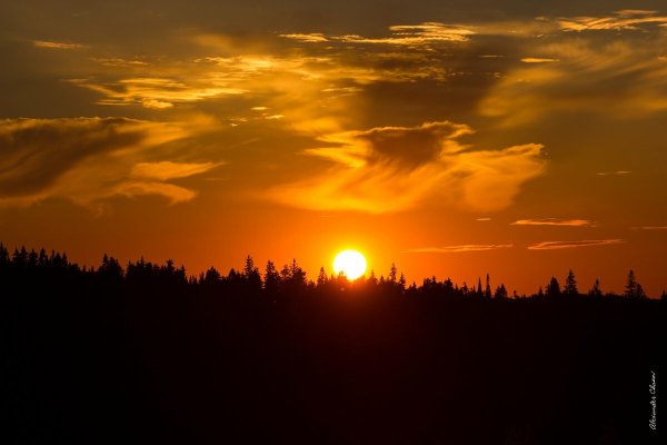 Восход над лесом