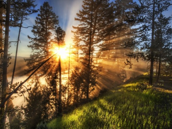 Красивый закат в лесу