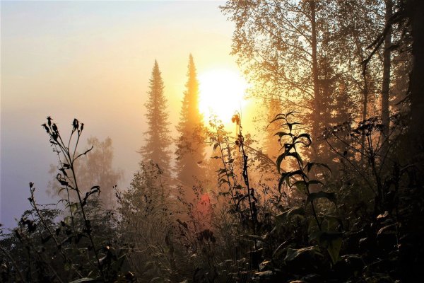 Утренняя Заря в лесу