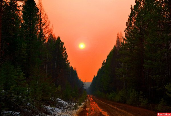 Красивый закат в лесу