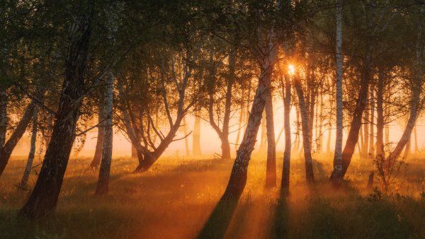 Рассвет в лесу