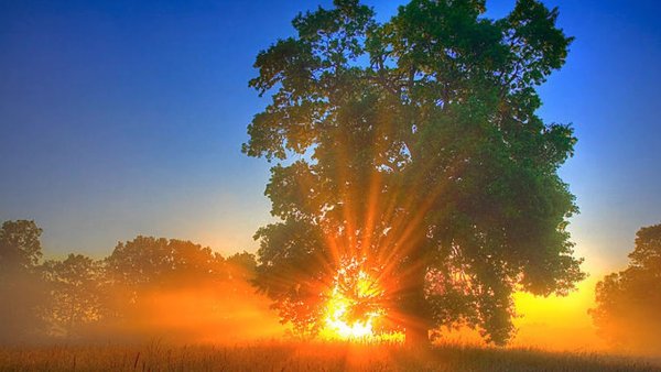 Утро природа