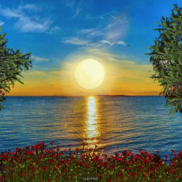 Цветы в лучах солнца