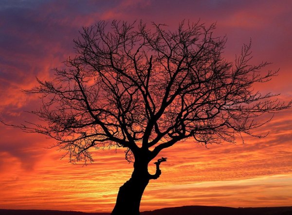 Большое зеленое дерево