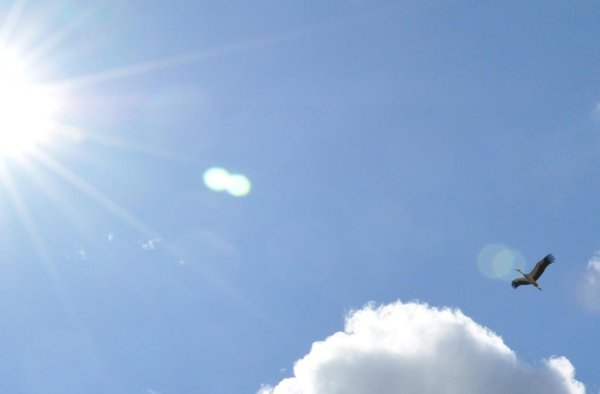 Дети радуются солнцу