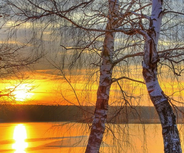 Восход березы