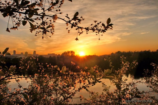 Рассвет в весеннем саду