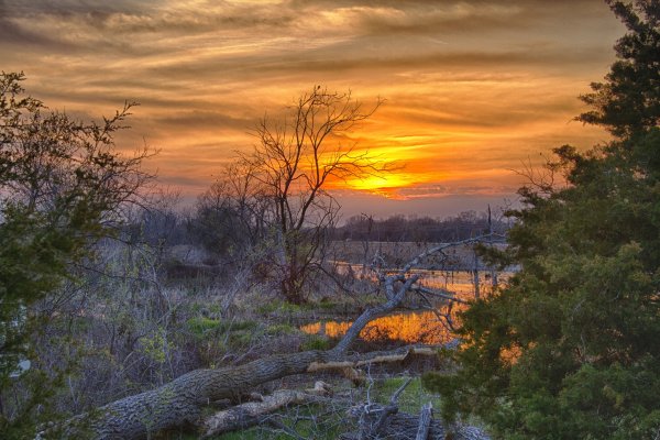 Рассвет в лесу весной