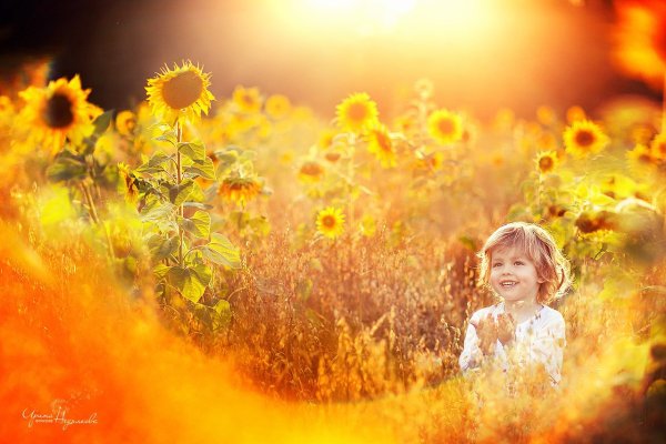 Лучики бобра