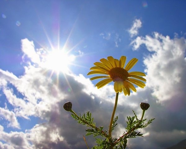 Поле одуванчиков