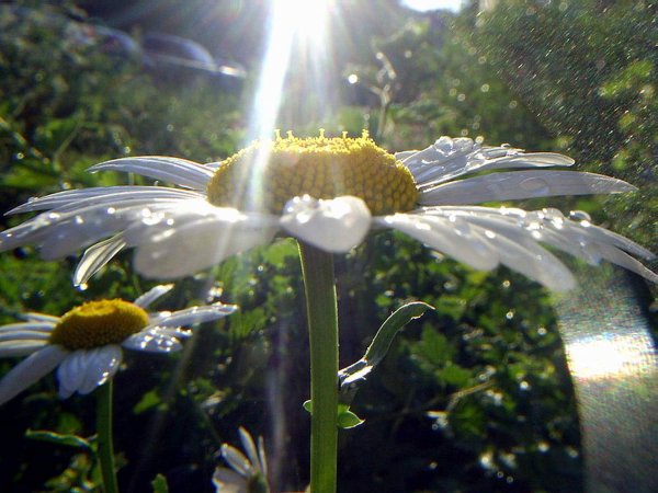Жаркое летнее солнце