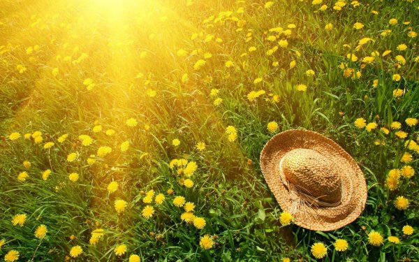 Цветы и солнце