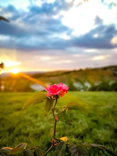 Цветы в лучах солнца