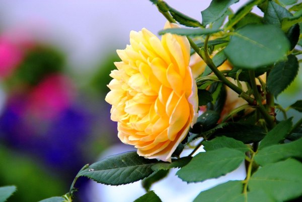 Красивые цветы на солнце