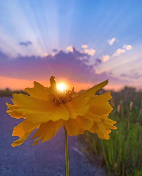 Цветы на закате