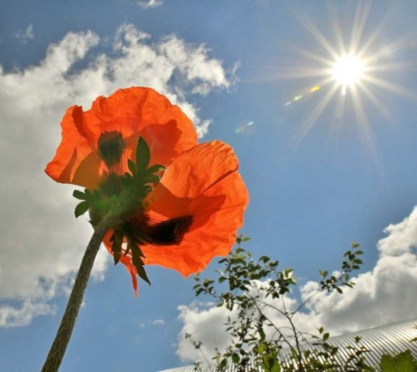 Цветы в росе