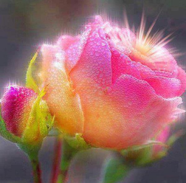 Утро море цветы