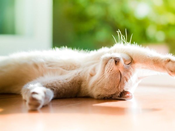 Доброе утро солнце