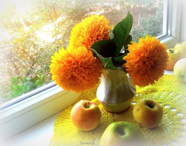 Доброе утро солнечного дня