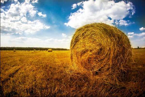 Поля подсолнухов Италии стога сена