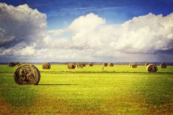 Сельскохозяйственный пейзаж