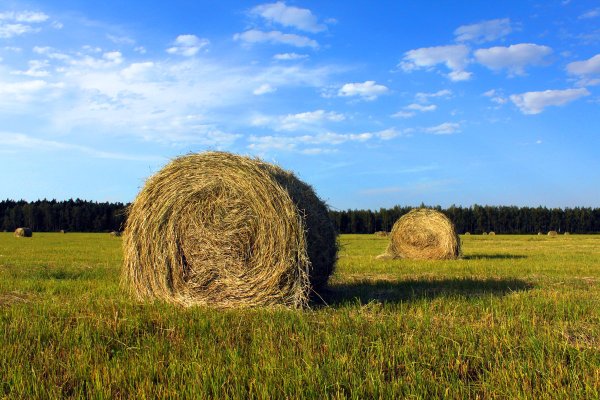 Сенокос деревня природа