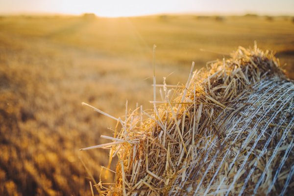 Пшеничная солома