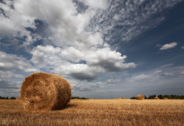 Поле со стогами сена