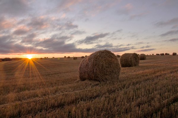 Поле со стогами сена