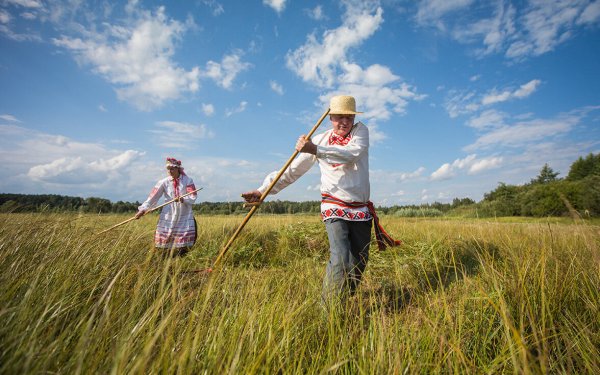 Степное разнотравье сенокос
