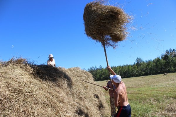 Девушка в пшеничном поле