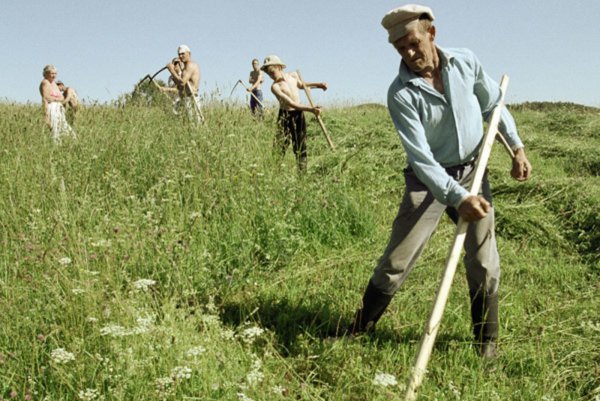 Деревня поле сенокос