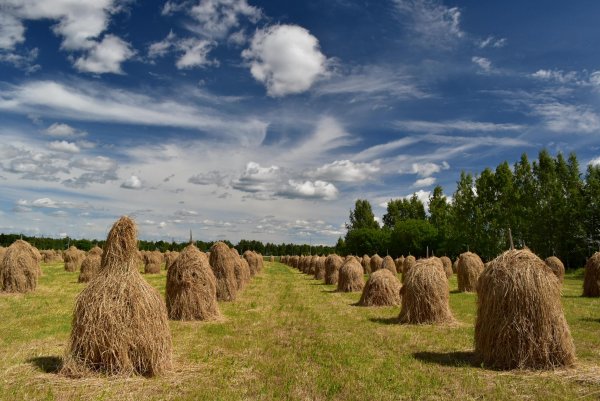 Поле пшеницы рассвет