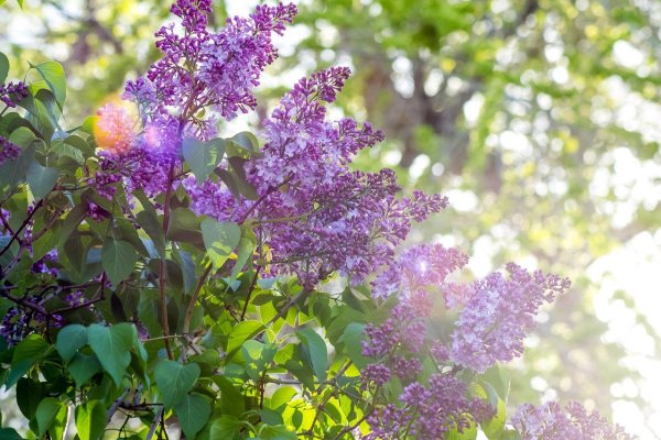 Клод Моне сирень