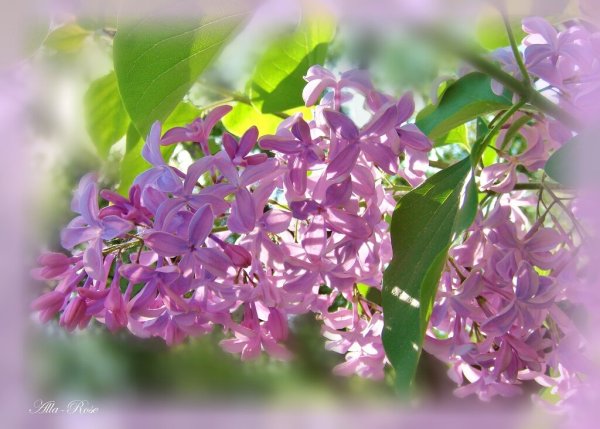 Сирень в солнечных лучах