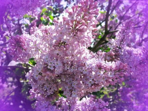 Солнечная сирень