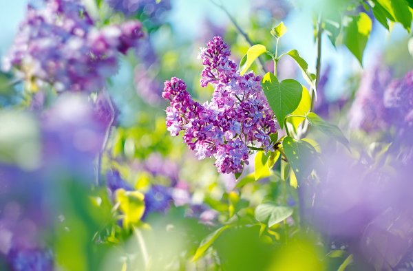 Весна солнце сирень