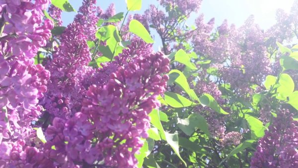 Солнце Цветущая сирень