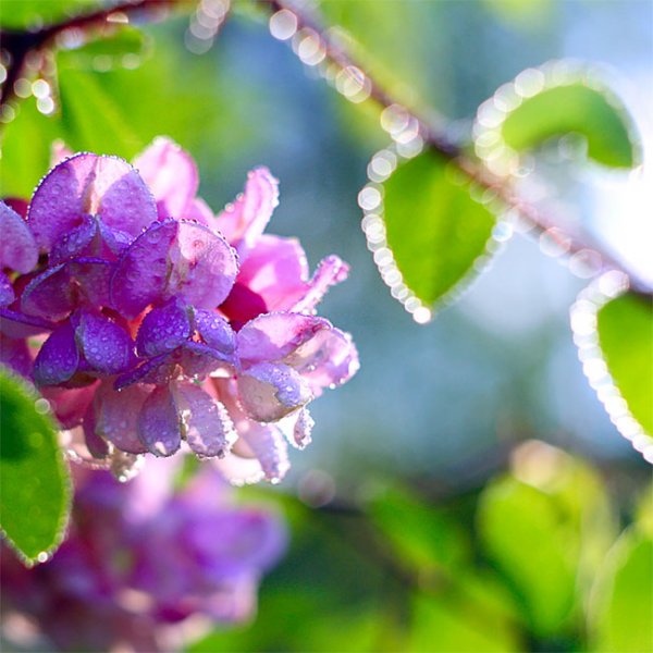 Утро сирень солнце