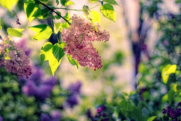 Сирень в солнечных лучах