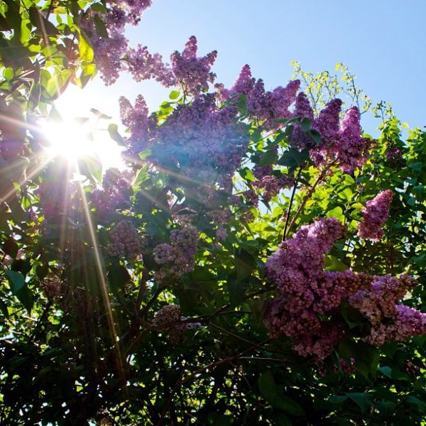 Сирень и солнце