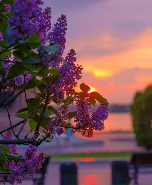 Апухтин сирень