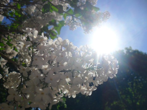 Черемуха солнце