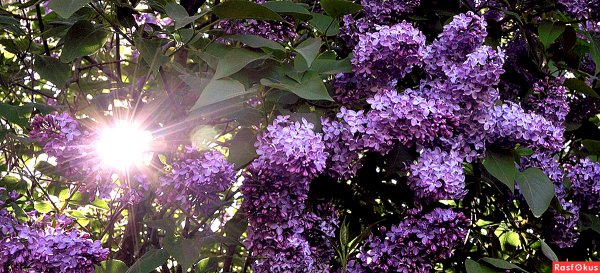 Сирень в лучах солнца