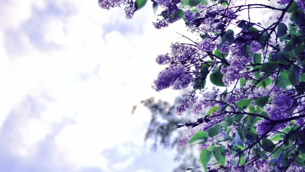 Цветущая сирень