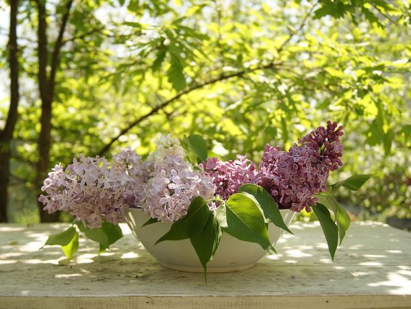 Сирень в солнечных лучах