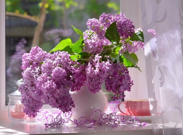 Настроение сирень