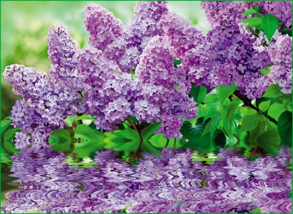 Красивые цветы сирень