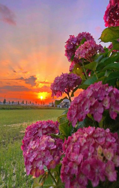 Пейзажи с цветами