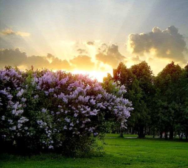Красивые пейзажи с сиренью